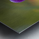 Globe Amaranth Metal print