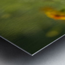 Field of Wild Marigolds Metal print