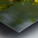 Goat Weed Metal print