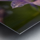 Hosta Flower Metal print