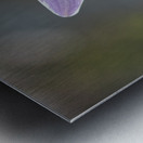 Hosta Closeup Metal print