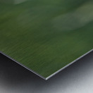 Opium Poppy Metal print