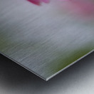 Pink Echinacea Metal print