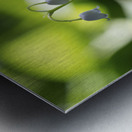 Muguet des Bois Metal print