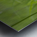 Pretty in Pink Metal print