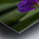 Purple Pretty Impression metal