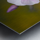 Summer Phlox Metal print