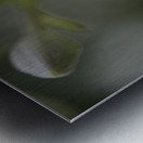 White Lily Metal print