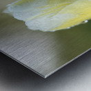 Yellow and White Tulip Metal print