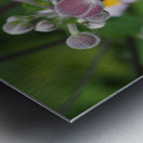 Japanese Thimbleweed Metal print