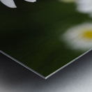 Common Daisies Impression metal