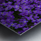 Purple Groundcover Metal print