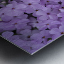 Pink Groundcover Impression metal