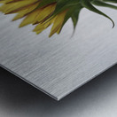 Sunflower Side View Metal print