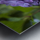 Purple Hydrangea Metal print