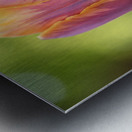 Pastel Garden Tulip Metal print