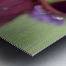 Purple Beard Metal print