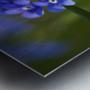 Beautiful in Blue Impression metal