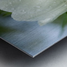 The Plumpy One Impression metal