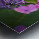 Showy Ladies Metal print