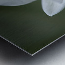 Lady in White Metal print