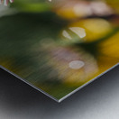 Early Morning Beauty Metal print