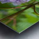 Pretty in Purple Metal print