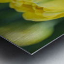 Pretty in Yellow Metal print