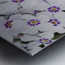 Little Darlings Metal print