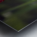 Exquisite Beauty Metal print