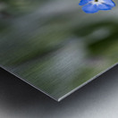 Beauties in Blue Metal print