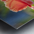 Pretty Poppy Metal print