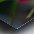 Wet Daylily Metal print