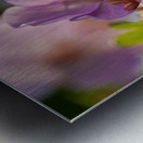 Catching Sun Rays Metal print