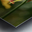 In the Field Metal print