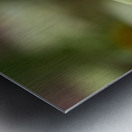 White Swan Metal print