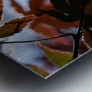 Striking Leaves Metal print