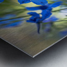 Bluest Blue Flowers Metal print