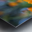 Pot Marigolds Metal print