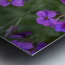 Lilacbush Metal print