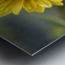 Common Sunflower Metal print