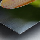 Yellow Tulip in the Field Metal print