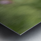 Aster Bud Metal print