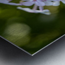 Enchanted Serenade Metal print