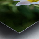 Easter Lily Impression metal