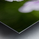 Scarlet Pimpernel Metal print