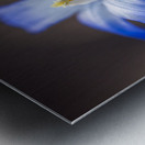 Call Me Lucile Metal print