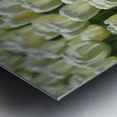 Field Of White Tulips Metal print