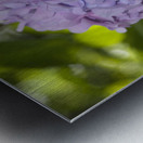 Lilac Hydrangea Metal print