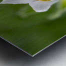 Darling 2 Impression metal